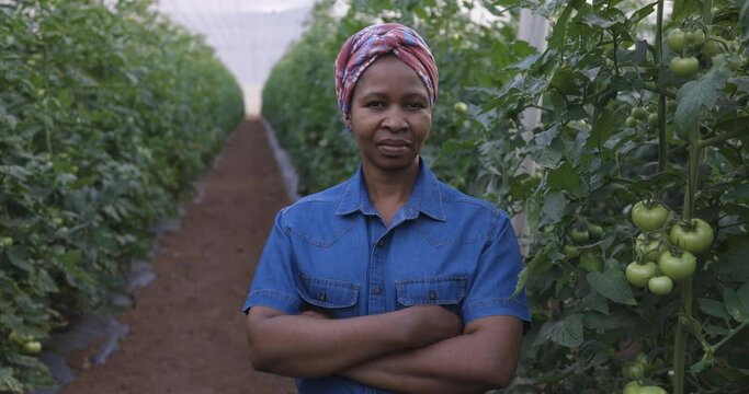 Close-up panning portrait view, arms folded, black African female farmer standing in front of a tomato crop in a greenhouse