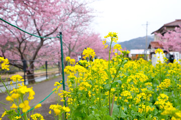 Obraz premium 菜の花と河津桜