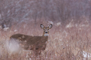 white-tailed deer doe in winter