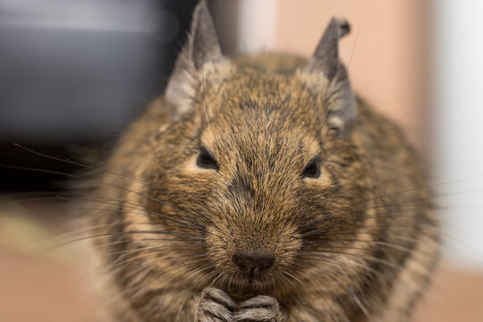 デグー　アグーチカラー　ペット