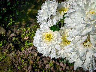Chrysanthemums, sometimes called mums or chrysanths, are flowering plants of the genus...