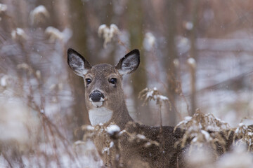 white-tailed deer doe in winter
