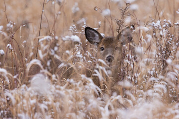 white-tailed deer doe in winter