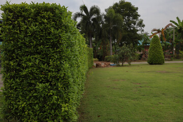 Fototapeta premium Trees were cut to form a fence between the houses.