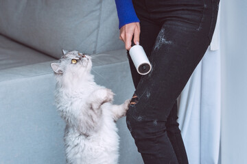 Woman cleaning clothes with clothes roller, lint roller or sticky roller from cats hair. Cats hair...