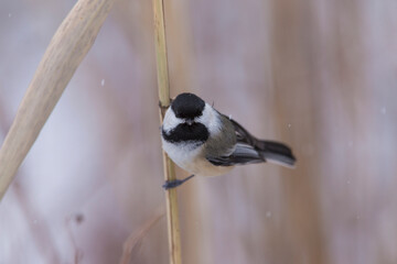 black-capped chickadee (Poecile atricapillus) in winter