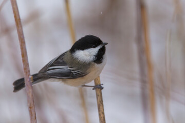 black-capped chickadee (Poecile atricapillus) in winter