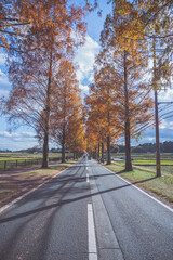 Fototapeta premium メタセコイア並木 滋賀県 マキノ 観光地