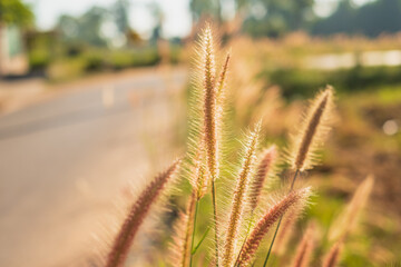 Grass flowers with rim light effect at sunset.