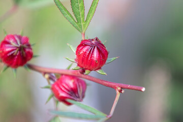 Close up of Roselle flowers