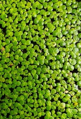 green peas background