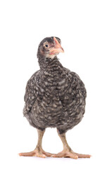 Isolated grey chicken on white background