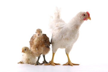 Isolated chicken family on white background