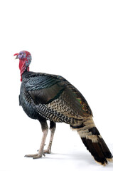 Turkey in white background