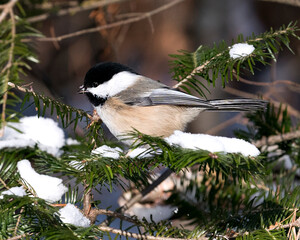 Chickadee Stock Photos. Close-up profile view on a fir tree branch with snow and blur background in its environment and habitat, displaying grey feather plumage wings and tail, black cap head.