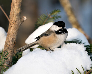 Obraz na płótnie Canvas Chickadee Stock Photos. Close-up profile view on a fir tree branch with snow and blur background in its environment and habitat, displaying grey feather plumage wings and tail, black cap head.