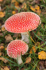 Two Red Toadstools Glow On The Meadow In Autumn