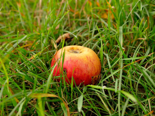 fallen apple at a tree in autum