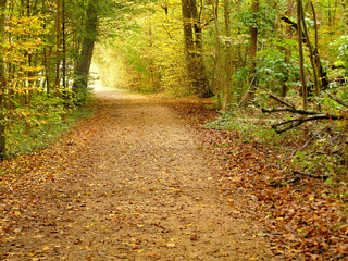autumnal colored leaves on a way through a forest