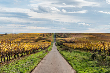 Autumn colors in vineyards in Rheinhessen