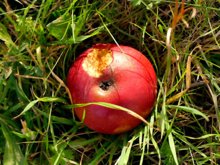 ripe apple with bite on a meadow