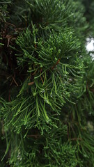 Pine Leaves like a Dragon Scales