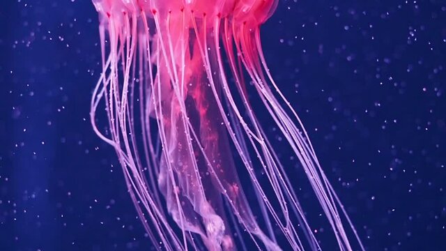 アカクラゲ