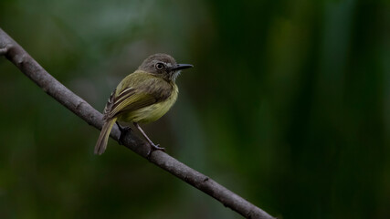 Brazilian bird in the Pantanal