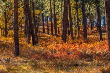 Pine Forest In The South San Juan Wilderness Near Pagosa Springs , Colorado, USA