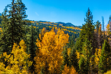 Fall Color in The South San Juan Wilderness Near Pagosa Springs , Colorado, USA