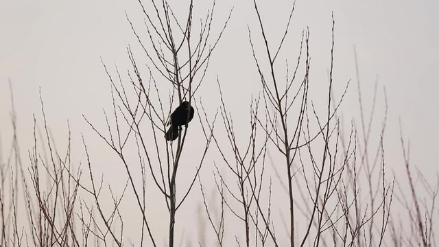 A Redwing Black Bird resting on top of a sparse tree during winter