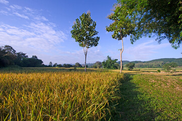 Fototapeta na wymiar Rice field in harvesting season in the north of Thailand