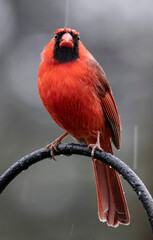 Northern Cardinal on the deck in the rain
