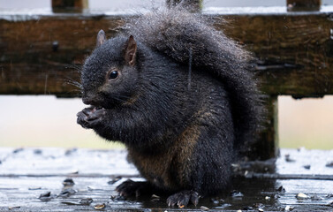Wet Black Squirrel on the deck in the rain