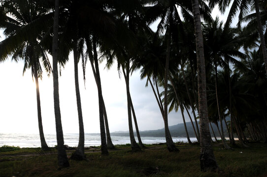 Silhouette Of Coconut Tree On Natuna Beach, Riau Archipelago Province, Indonesia