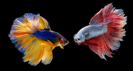 Two betta fish are fighting, Betta splendens, Half moon Betta isolated on black background.