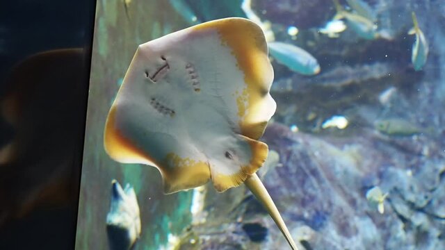 アカエイ