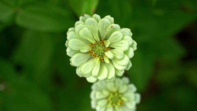 Overhead shot of Zinnia's moving slowly.