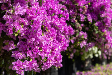 White and pink Bougainvillea hedge