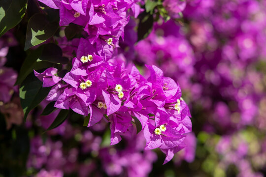 &ldquo;Bougainvillea Background&rdquo; Images – Browse 632 Stock Photos, Vectors