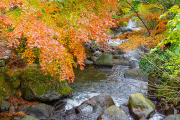 霧雨降る熱海梅園の紅葉　静岡県熱海市　もみじまつり