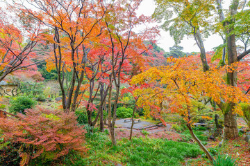 Fototapeta premium 霧雨降る熱海梅園の紅葉 静岡県熱海市 もみじまつり