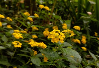 A lot of Beautiful little yellow flowers in the garden 