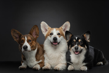 three dogs on a on black background. Different colors of welsh corgi pembroke and cardigan together. Happy pets