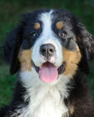 Bernese Mountain Dog Puppy in Alaska