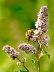 peppermint with flower and bumblebee
