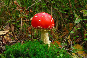 Fly Agaric