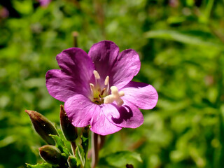 willowherb, medicinal herb with flower in summer