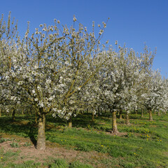 Blooming Morello Cherry Trees
