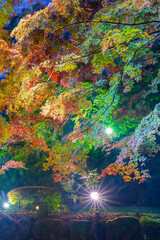 Obraz na płótnie Canvas 熱海梅園のライトアップされた紅葉　静岡県熱海市　もみじまつり